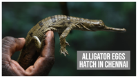 Watch: Alligator eggs hatch in Chennai Snake Park 