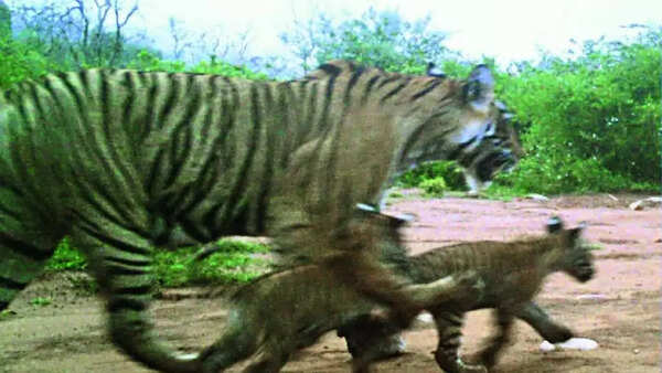 Rajasthan: 2 cubs born, Sariska tiger count hits a high of 30 in 3 decades
