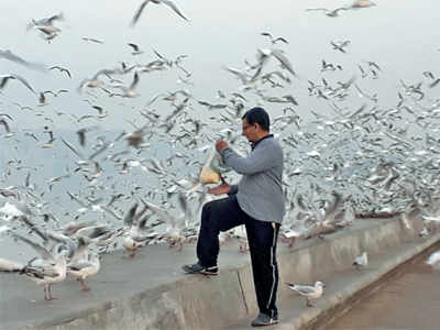 Bird lovers fume as seagulls are fed fried snacks