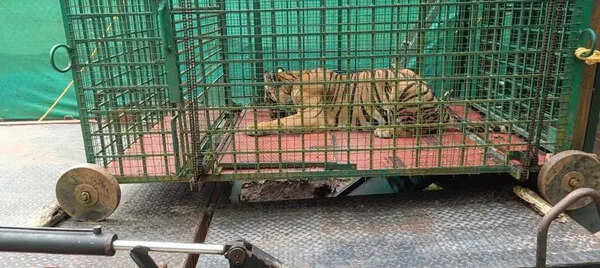 Tigress Mangala shifted to Thrissur zoo