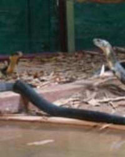 King Cobras breed in captivity