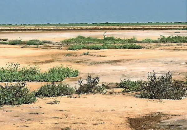 New book charts hidden green wealth of Kutch