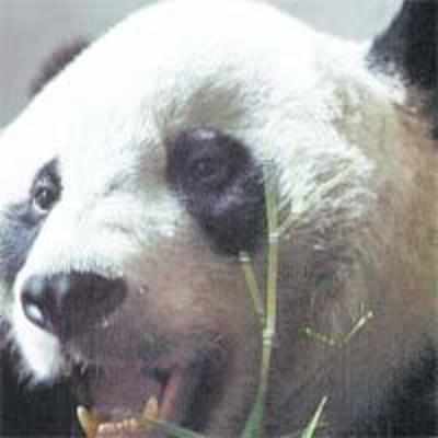 World's only brown and white panda dies