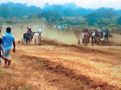 Police stop prohibited bullock cart race in Kalyan, 9 arrested