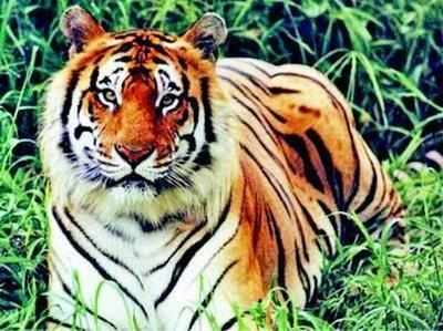 Maharashtra govt considering relocating tigers