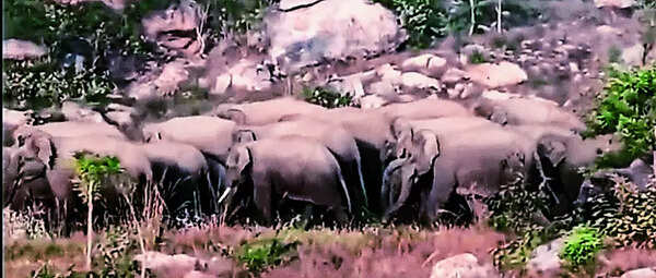 PVTG woman killed by elephant herd in Garhwa