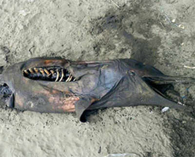 Rarity: Rotting Dolphin carcass washes ashore in Vasai