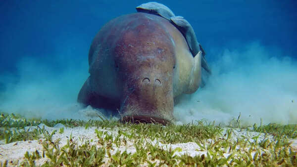 Sea cows of India: Best places to see dugongs as Tamil Nadu’s coast becomes a key destination