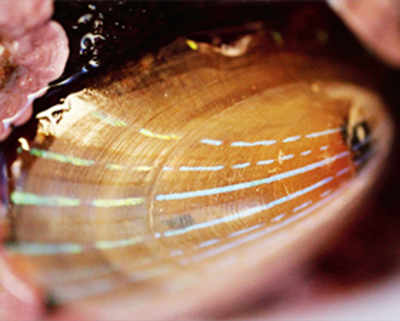 Molluscs inspire new transparent displays