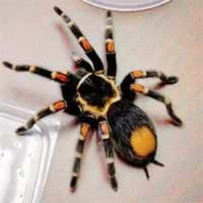 German man arrested for mailing tarantulas to U S