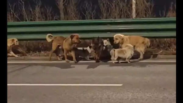 Seven stolen dogs escape moving truck in China, travel 17 km together to return to their owners