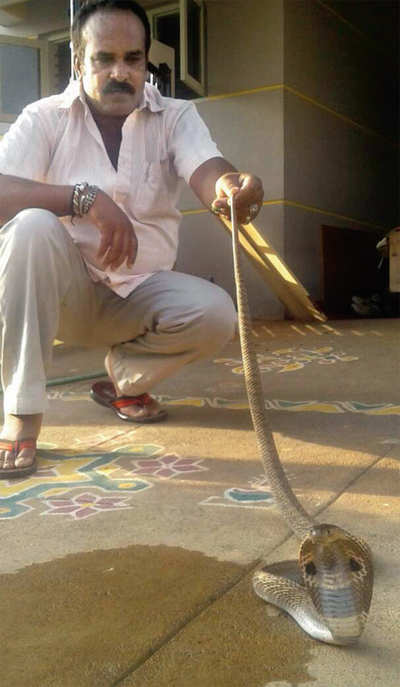 Mysuru resident finds a 5.5-ft cobra under his mattress