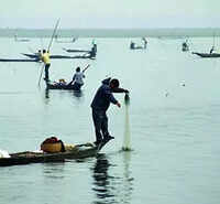 Govt vows to plant 10 times the no. of trees felled near Deepor Beel