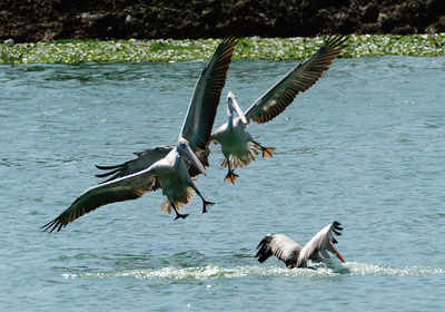 Beautification of lakes stonewalls avian flight