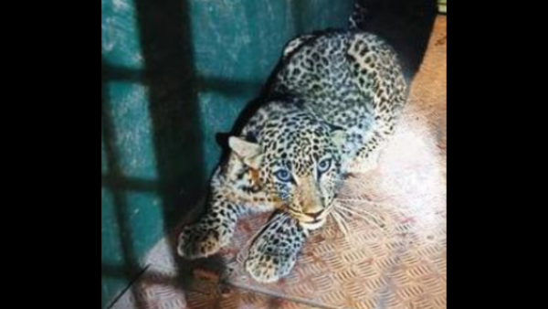 Leopard cub enters house in Tumakuru, caught
