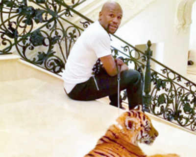 Mayweather causes controversy after posing for a photo with a tiger