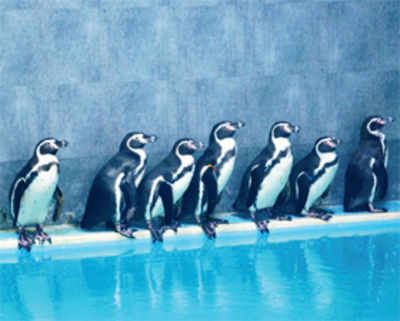 Get ready for a peek at penguins at Byculla zoo