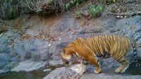 Tiger spotted in Maharashtra's Ratnagiri private forest after 18 years of conservation