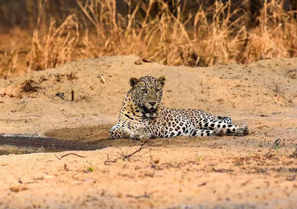 11-year-old heroically saves sister from leopard in Sangli