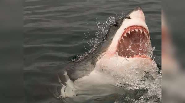 Great white shark