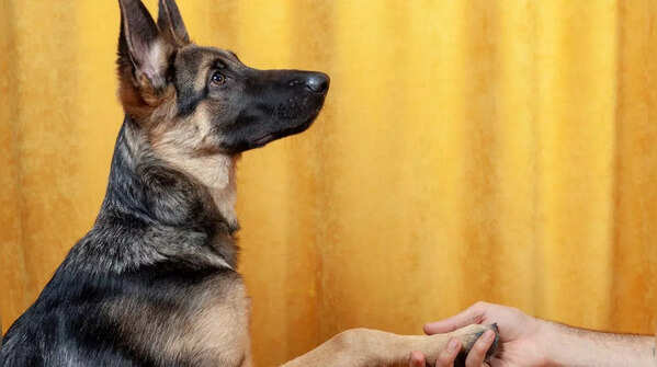 Grooming and maintenance