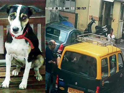Cab driver booked for running over dog in SoBo colony