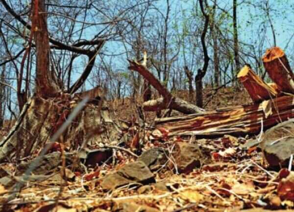 Tansa wildlife sanctuary falls prey to quarrying, timber mafia & brick kilns