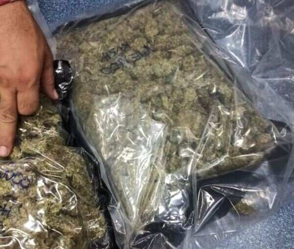 Drug racket supplying curated marijuana from Delhi to Mumbai busted