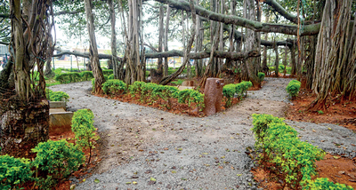 Are concrete plans afoot to destroy the Big Banyan Tree in Bengaluru?