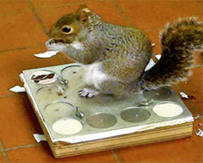 Grey squirrels are quick learners, an experiment with hazelnuts shows