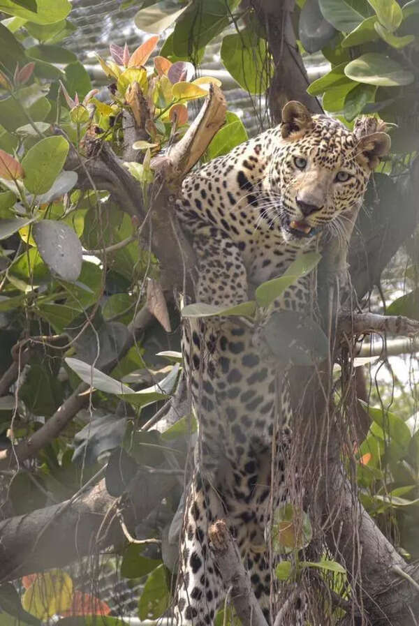 State forest dept’s plan to set up 2 leopard rescue centres at Nashik and Ahilyanagar takes shape