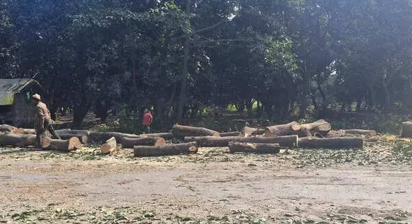 Illegal felling of 5,500 trees in Pilibhit sparks demand for high-level probe