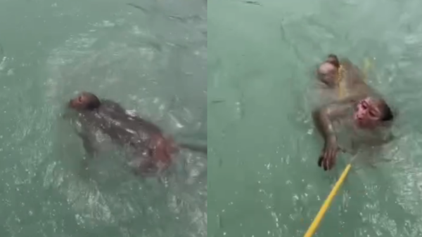 Monkey swept away in Ganga rescued by Rishikesh rafting team in Rishikesh