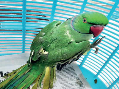 Fortune shines on caged parakeet