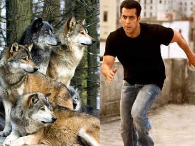 Salman Khan to fight a pack of wolves for action sequence of Tiger Zinda Hai