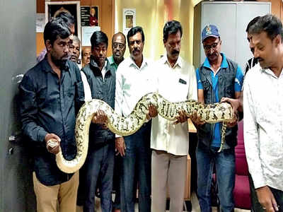 Palike rescues 12-ft long python, longest yet