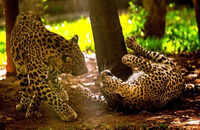 Vidarbha team in Junnar for leopard awareness