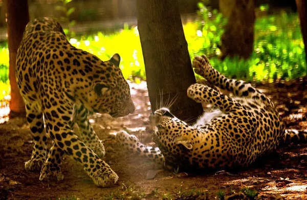 Vidarbha team in Junnar for leopard awareness