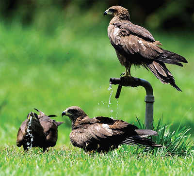 A harsh summer gets birds of prey to Vidhan Soudha for water
