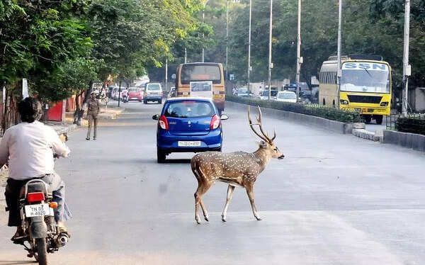 Two spotted deer killed in road accidents on outskirts