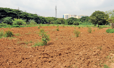 Root cause wins: These 108 trees are home again