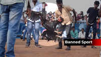 Watch: Despite ban, hundreds participate in cockfights as part of Sankranti celebrations 