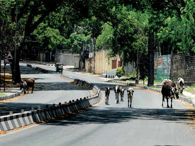BBMP to try and make the cows come home