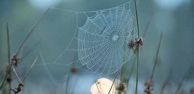 Flight lessons from spiders