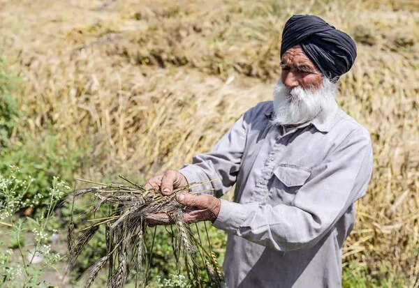 Punjab puts on hold 53% hike in crop loan limit