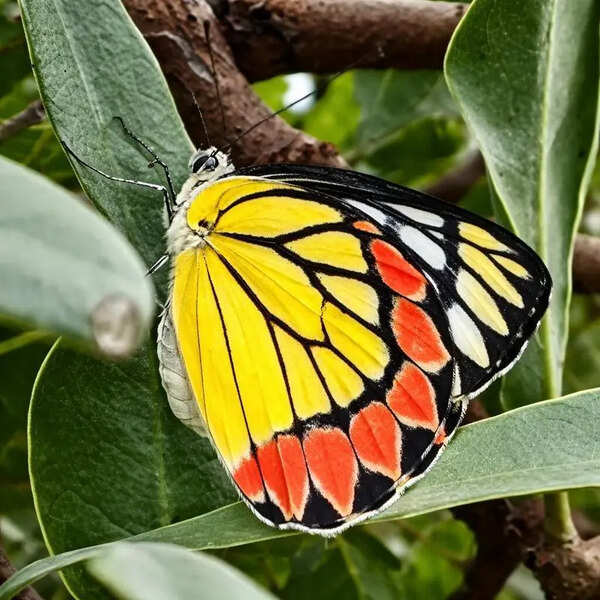 Dry thorn forest near Madurai hosts rare butterfly diversity