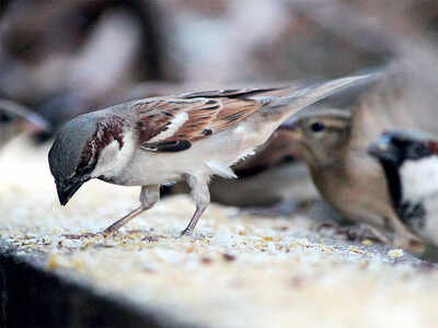 Sparrows are shunning cities, moving to the country instead