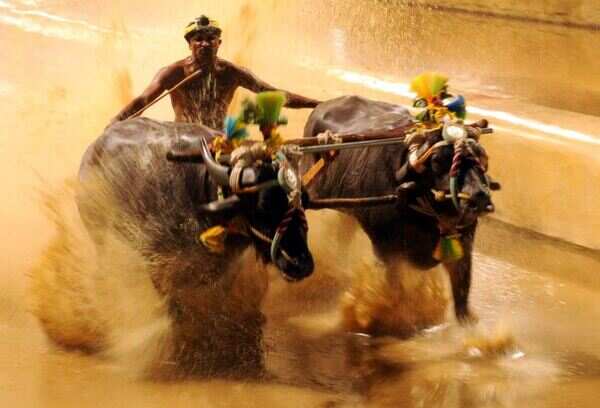 Kambala goes high-tech with video referrals, laser systems