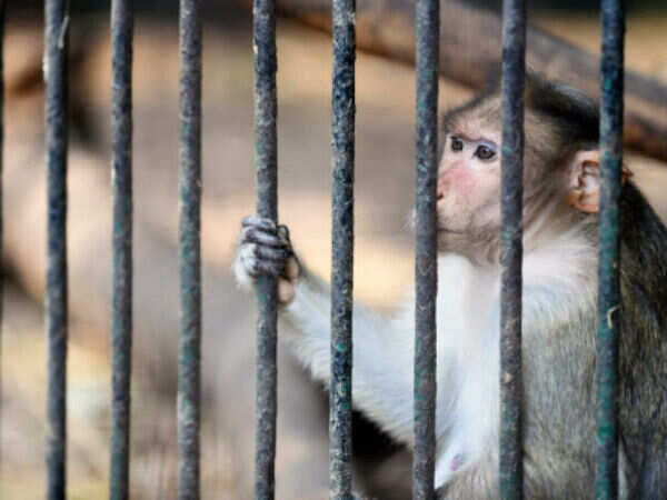 Delhi zoo under-reporting deaths, reveals probe