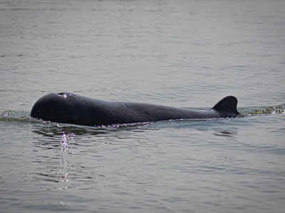 Odisha: 146 dolphins sighted in Chilika Lake census
